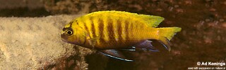 Tropheops sp. 'red fin' Hai Reef.jpg