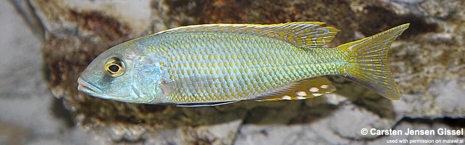 Buccochromis lepturus 'Kambiri Point'