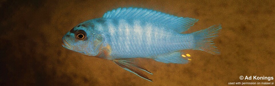 Maylandia benetos 'Kanchedza Island'<br><font color=gray>Metriaclima benetos 'Kanchedza Island'</font> 