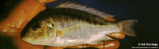 Mylochromis sp. &#39;melanonotus deep&#39; Kaporo