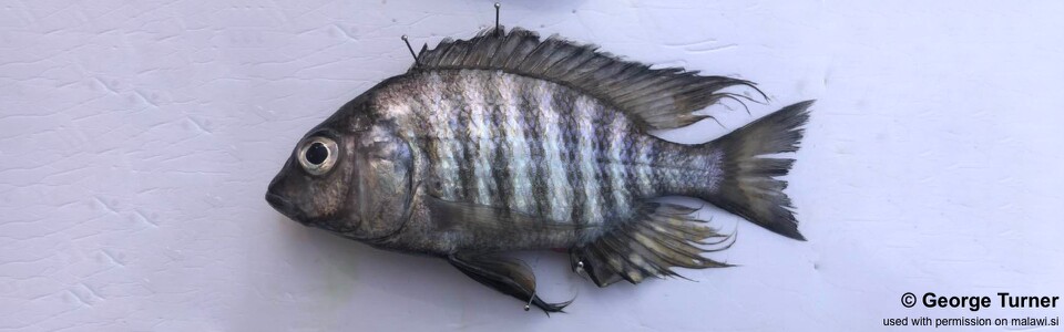 Lethrinops microdon 'Karonga'