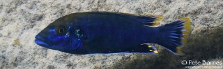 Melanochromis mpoto 'Kawanga Rocks'.jpg
