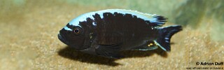 Cynotilapia aurifrons &#39;Kawanga&#39;