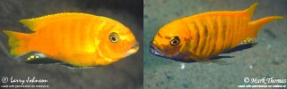 Maylandia sp. &#39;zebra gold&#39; Kawanga Metriaclima sp. &#39;zebra gold&#39; Kawanga