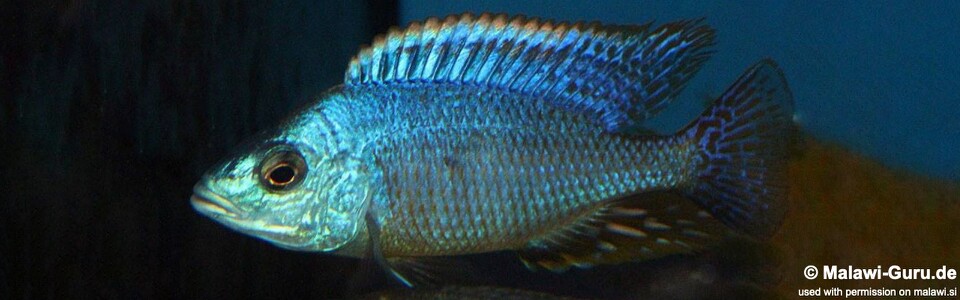 Hemitilapia oxyrhynchus 'Likoma Island'