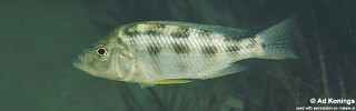 Placidochromis johnstoni 'Likoma Island'.jpg