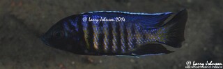 Copadichromis sp. &#39;kawanga&#39; Lion&#39;s Cove
