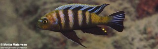 Cynotilapia sp. &#39;lion&#39; Lion&#39;s Cove
