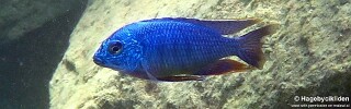 Protomelas taeniolatus &#39;Lion&#39;s Cove&#39;