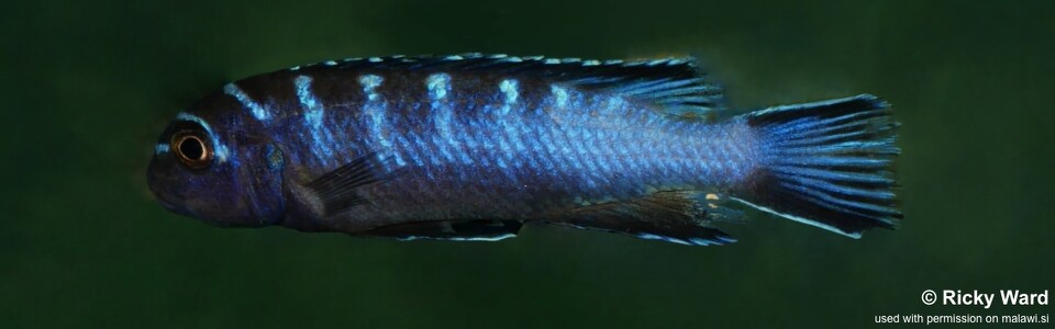 Chindongo elongatus 'Liuli'