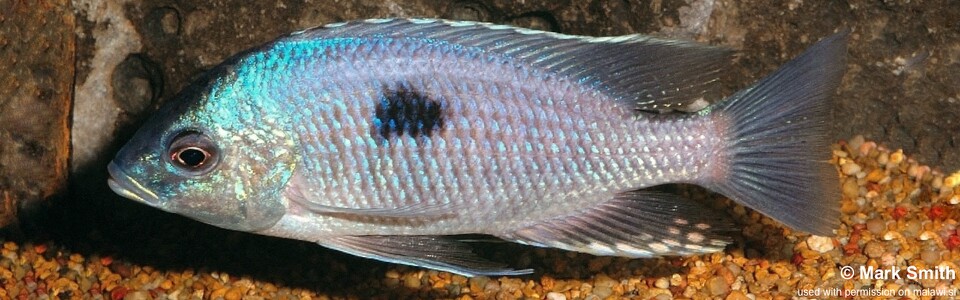 Copadichromis pleurostigma 'Liuli'