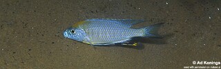 Nyassachromis prostoma &#39;Liuli&#39;