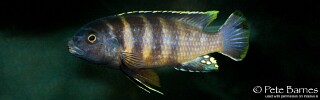 Gephyrochromis sp. 'sand' Londo Bay.jpg