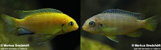 Tropheops macrophthalmus 'Lumbila'.jpg