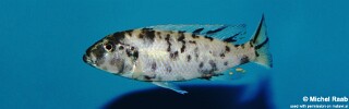 Genyochromis mento 'Lundo Island'.jpg