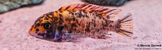 Labeotropheus trewavasae 'Lundo Island'.jpg