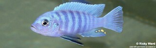 Cynotilapia sp. 'iwera' Lutara Reef.jpg