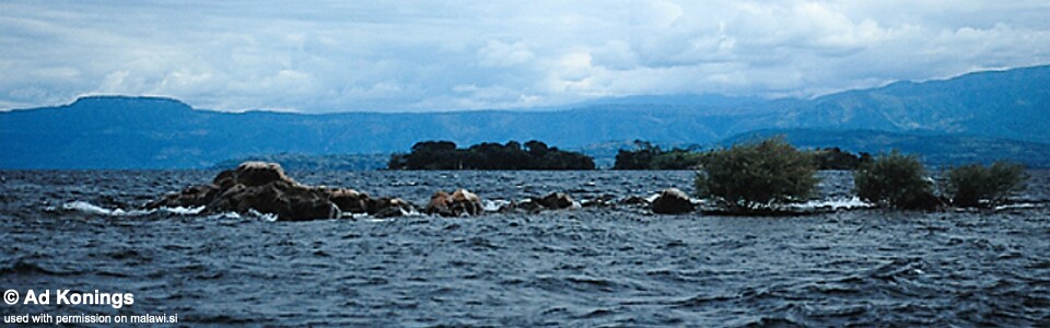 Luwino Reef, Lake Malawi, Malawi