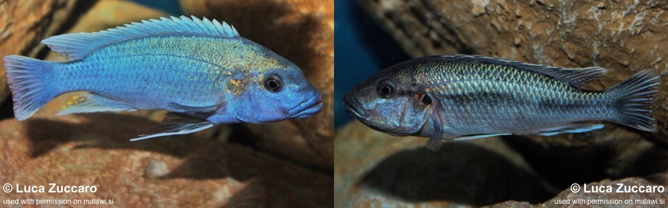 Melanochromis lepidiadaptes 'Makanjila Point'