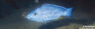Nimbochromis livingstonii 'Makokola Reef'.jpg