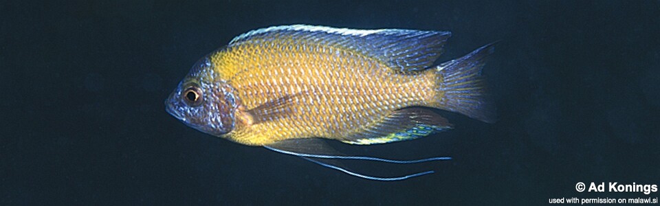 Copadichromis borleyi 'Mala Point'
