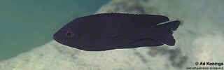 Copadichromis melas 'Mala Point'.jpg