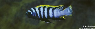 Cynotilapia zebroides 'Mala Point' (North).jpg