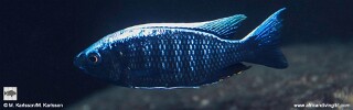 Copadichromis sp. 'virginalis mandalawi' Mandalawi Reef.jpg