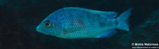 Placidochromis sp. 'phenochilus mavuto' Mara Rocks.jpg