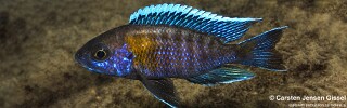 Aulonocara jacobfreibergi 'Masimbwe Island'.jpg