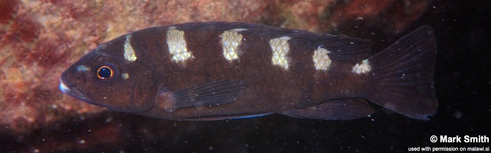 Pseudotropheus crabro 'Masinje'
