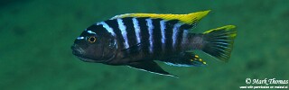 Cynotilapia zebroides 'Mbamba Bay'.jpg