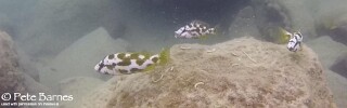 Nimbochromis livingstonii 'Mbamba Islands'.jpg