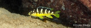 Pseudotropheus crabro 'Mbamba Islands'.jpg