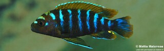Pseudotropheus sp. 'thin stripe' Mbamba Islands.jpg