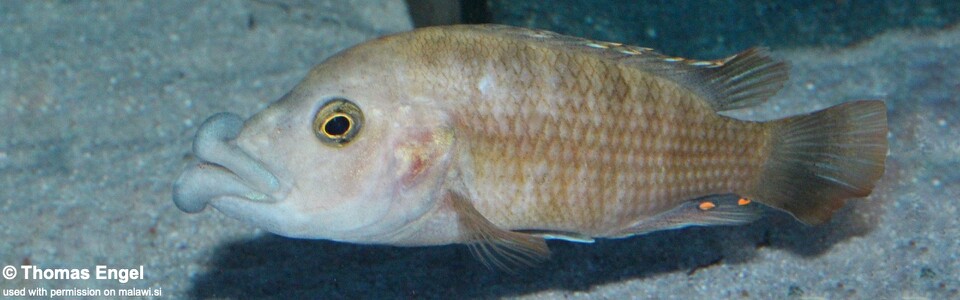 Abactochromis labrosus 'Mbenji Island'