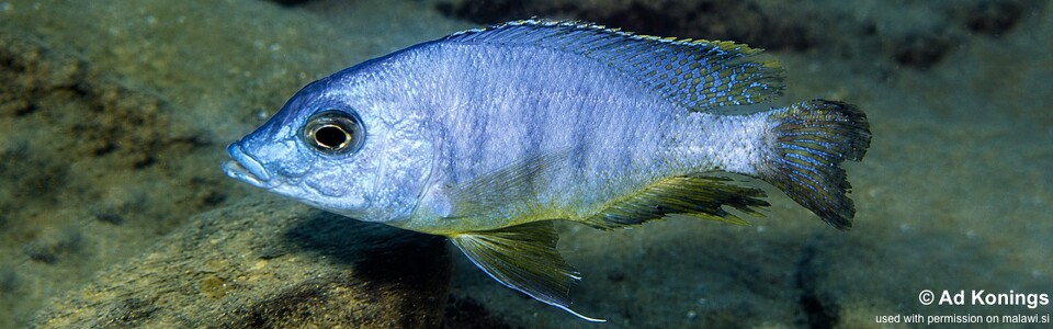 Mylochromis mola 'Mbenji Island'