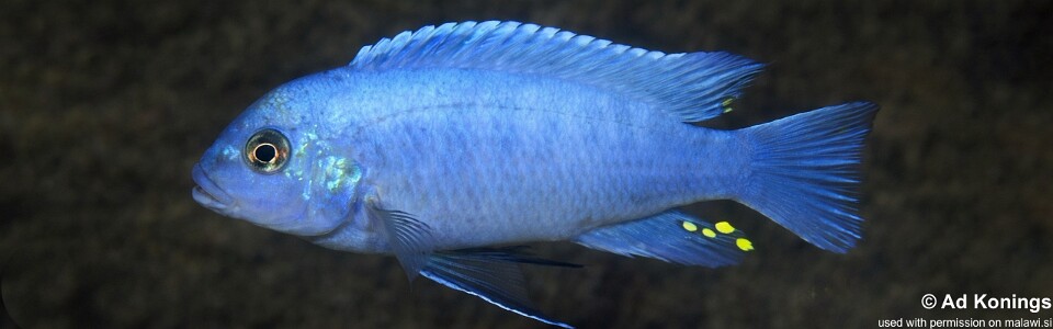 Maylandia callainos 'Mbowe Island'<br><font color=gray>Metriaclima callainos 'Mbowe Island'</font> 