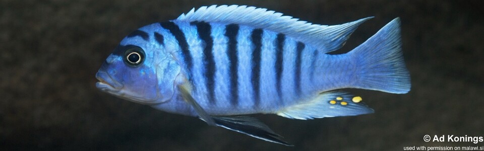 Maylandia zebra 'Mbweca Rocks'<br><font color=gray>Metriaclima zebra 'Mbweca Rocks'</font>