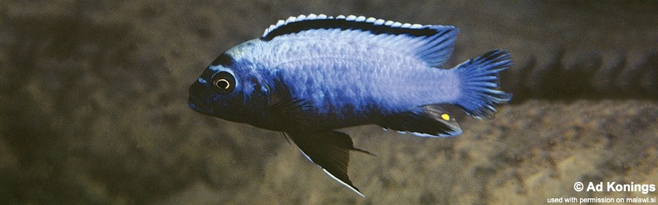 Maylandia koningsi 'Membe Point'<br><font color=gray>Metriaclima koningsi 'Likoma Island'<br>Maylandia sp. 'membe deep' Membe Point</font>