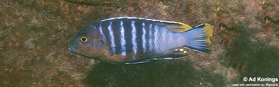Maylandia nigrodorsalis 'Meponda'<br><font color=gray>Metriaclima nigrodorsalis 'Meponda'<br>Maylandia sp. 'black dorsal chiloelo' Meponda</font>
