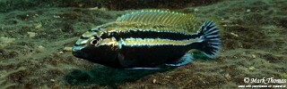 Melanochromis auratus 'Mitande Reef (Rocks)'.jpg