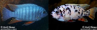 Labeotropheus fuelleborni 'Mitande Reef'.jpg