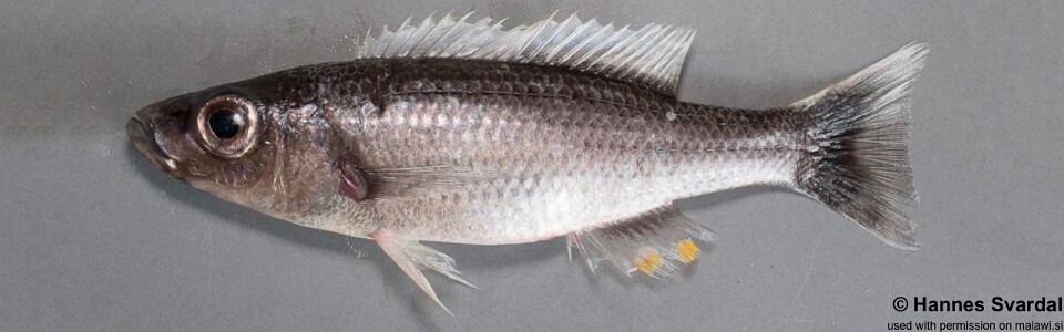 Diplotaxodon limnothrissa 'Monkey Bay'