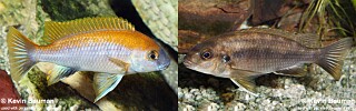 Gephyrochromis moorii 'Msuli Point'.jpg