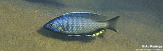 Mchenga cyclicos 'Msuli Point'.jpg