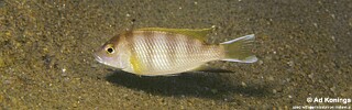Pseudotropheus livingstonii 'Msuli Point'.jpg