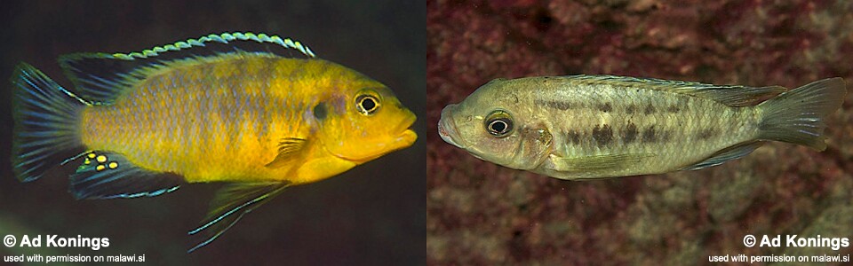 Petrotilapia kitrinos 'Mumbo Island'<br><font color=gray>Petrotilapia sp. 'mumbo yellow' Mumbo Island</font>