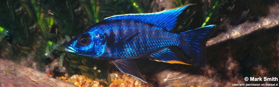 Otopharynx cf. lithobates 'Nakantenga Island'<br><font color=gray>Otopharynx walteri 'Nakantenga Island'</font> 