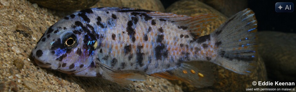 Labeotropheus fuelleborni 'Ndomo Point'